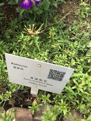 Ixora coccinea lutea