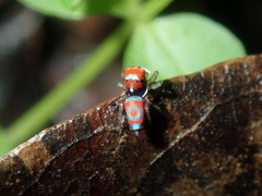 Maratus splendens