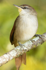 Certhiaxis cinnamomeus