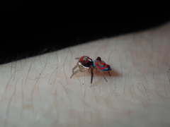 Maratus splendens