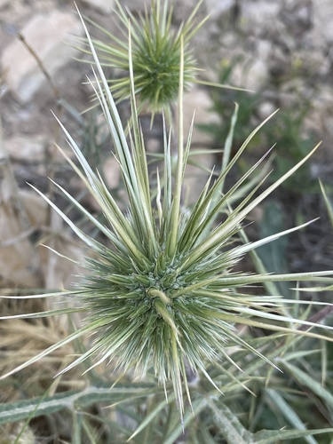 Echinops spinosissimus
