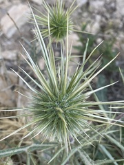 Echinops spinosissimus