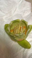 Liriodendron tulipifera
