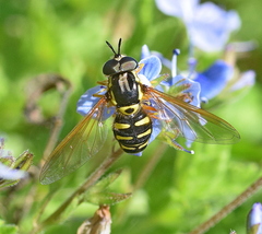 Chrysotoxum festivum