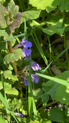 Glechoma hederacea