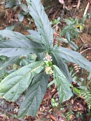 Clerodendrum fortunatum