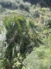 Chamaerops humilis