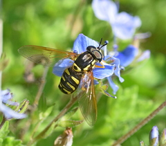 Chrysotoxum festivum