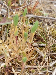 Phleum arenarium
