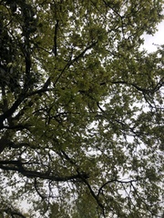 Quercus robur