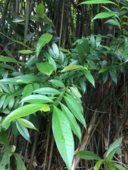 Sarcandra glabra