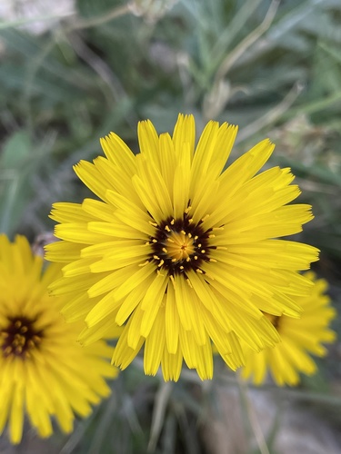 False Sow-thistle