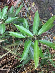 Turpinia ternata