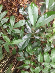 Archidendron lucidum