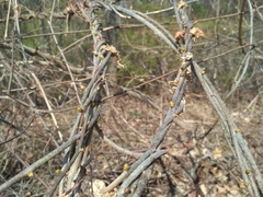 Celastrus flagellaris