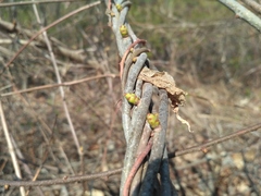 Celastrus flagellaris