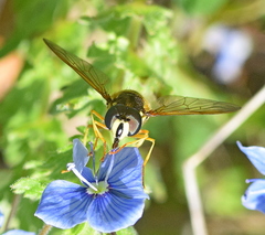 Chrysotoxum festivum