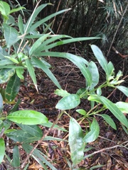 Sarcandra glabra