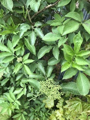Sambucus nigra