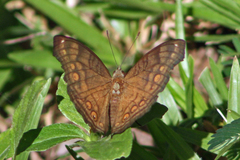 Junonia hedonia