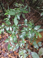 Sarcandra glabra