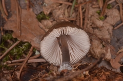 Mycena plumipes