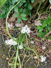 Allium trifoliatum