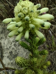 Erica sessiliflora