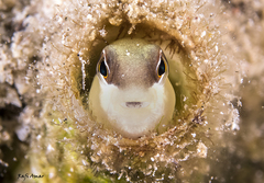 Yellowback Blenny photo 1