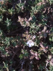 Thymus zygis sylvestris
