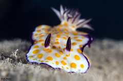 Hypselodoris pulchella