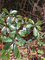 Ternstroemia gymnanthera