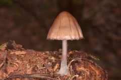 Mycena plumipes