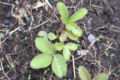 Fragaria vesca