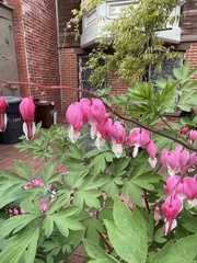 Lamprocapnos spectabilis