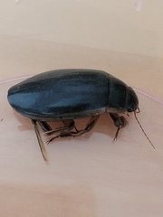 Dytiscus