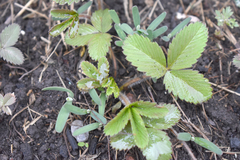 Fragaria vesca