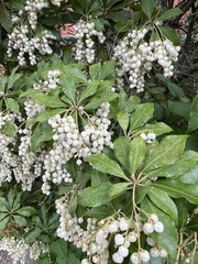 Lamprocapnos spectabilis