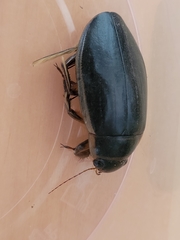 Dytiscus