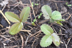 Fragaria vesca