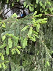 Lamprocapnos spectabilis