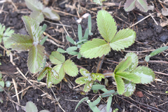 Fragaria vesca