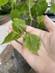 Lamprocapnos spectabilis