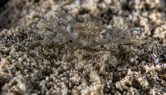 Xiphonectes longispinosus