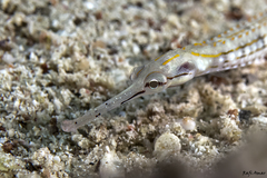 Corythoichthys schultzi