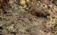 Ancylomenes longicarpus