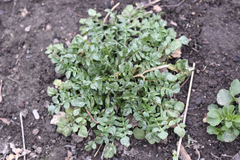 Capsella bursa-pastoris