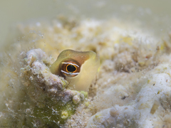 Yellowback Blenny photo 4