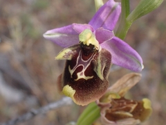 Ophrys fuciflora maxima