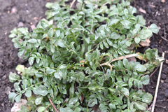 Capsella bursa-pastoris